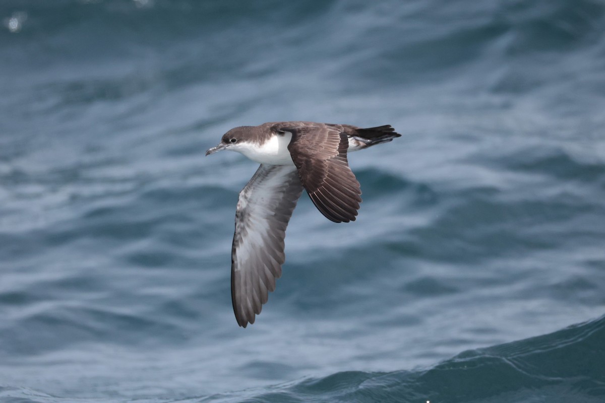 Galapagos Yelkovanı - ML643737387