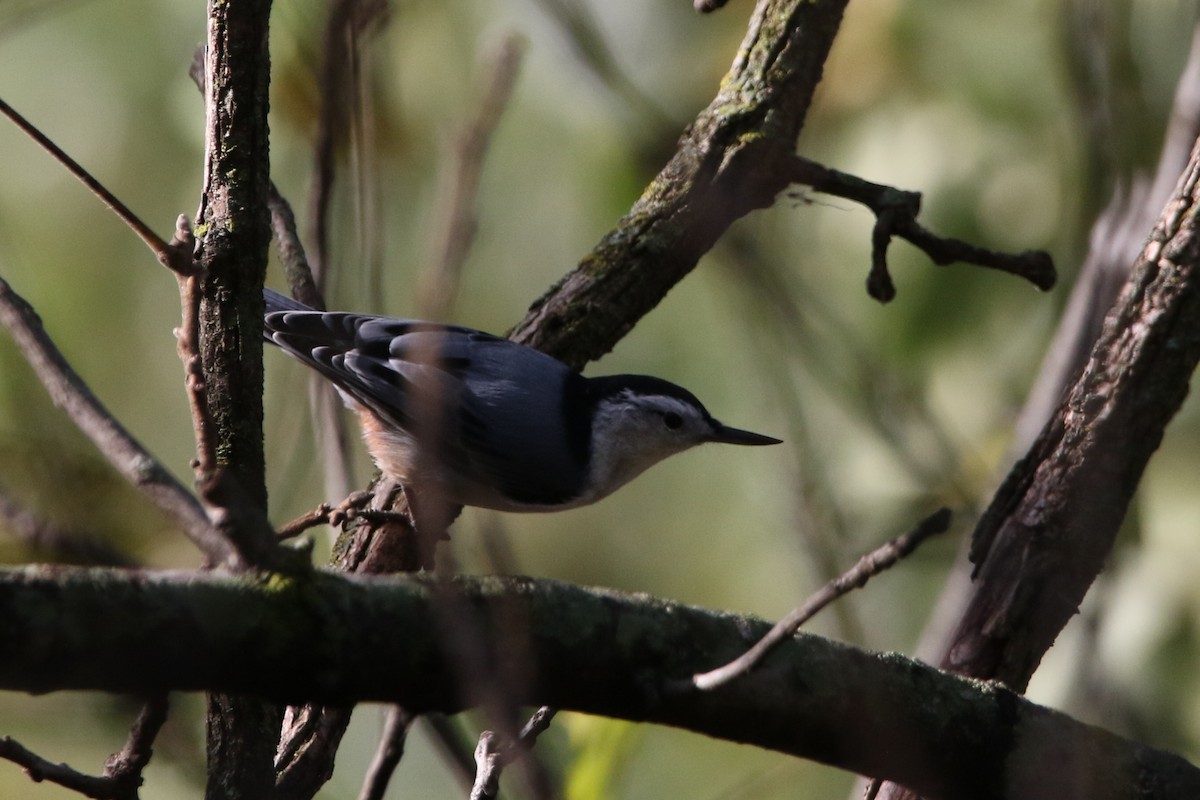 White-breasted Nuthatch - ML643737437