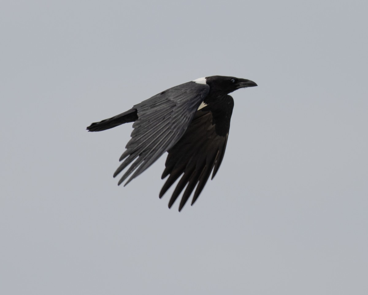 Pied Crow - ML643737463