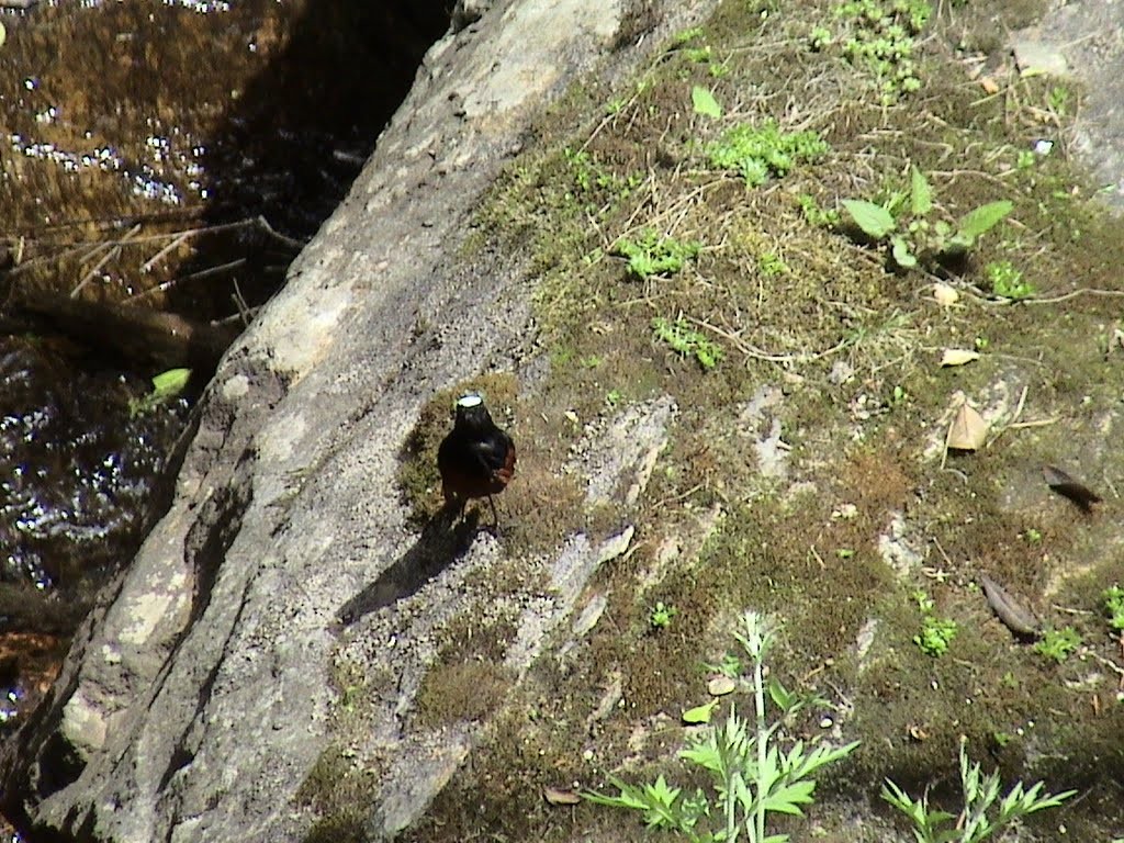 Халзан гал сүүлт - ML643737471