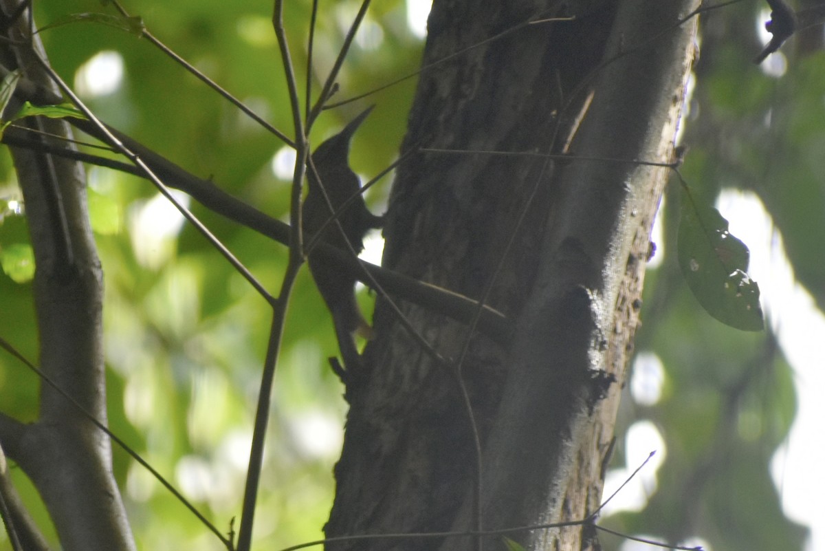 Grimpar vermiculé - ML643737493
