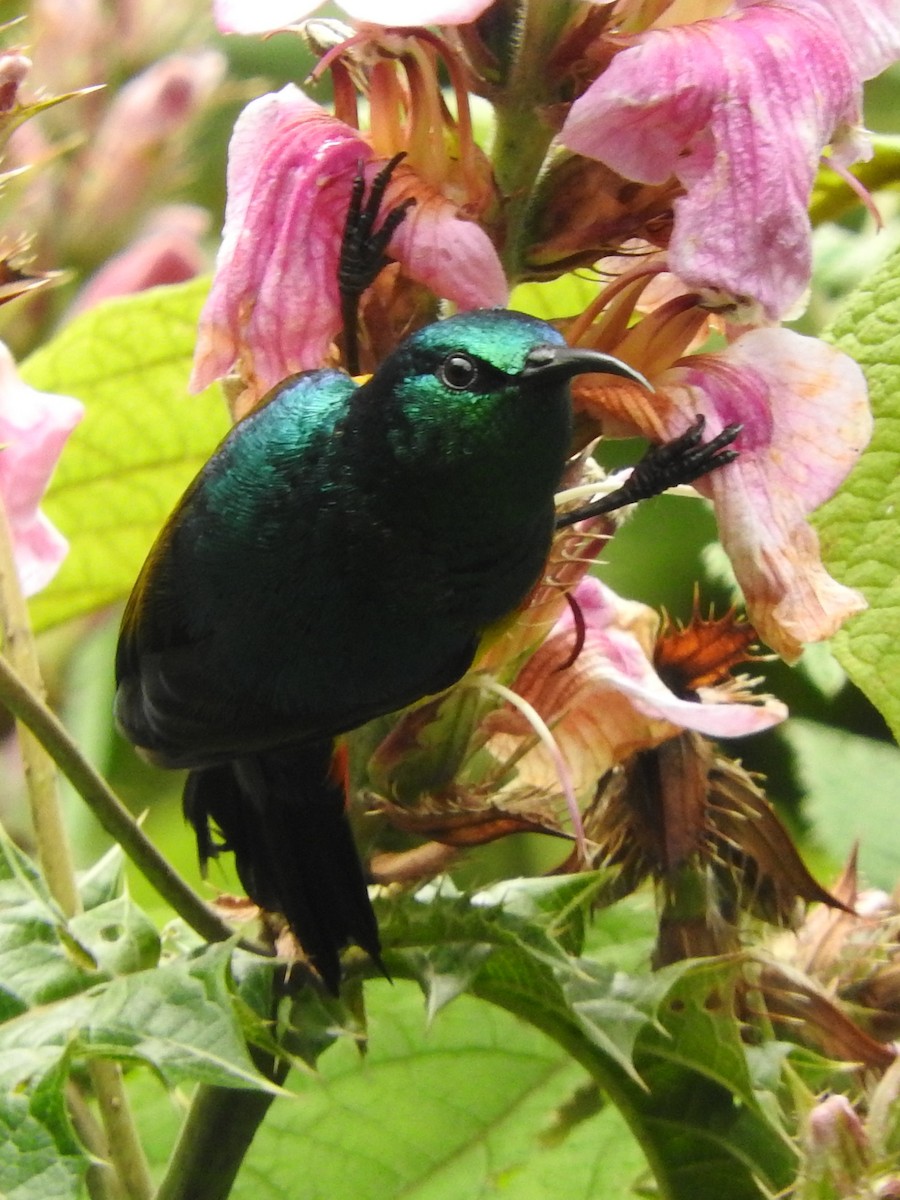 Regal Sunbird - ML643737505