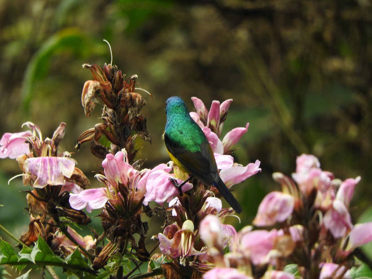 Regal Sunbird - ML643737510