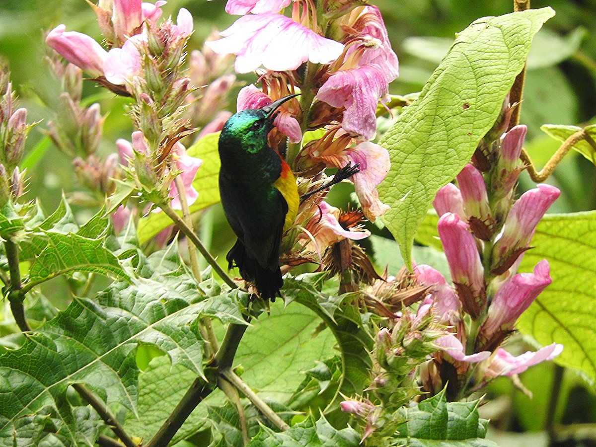 Regal Sunbird - ML643737514