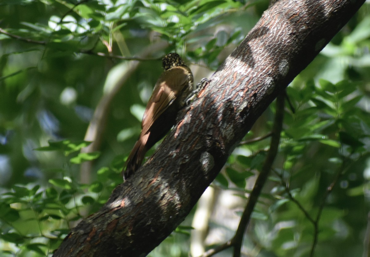 シロハシオニキバシリ - ML643737526