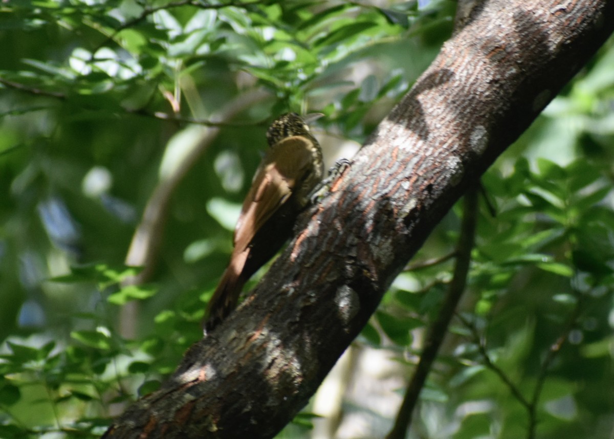 シロハシオニキバシリ - ML643737527