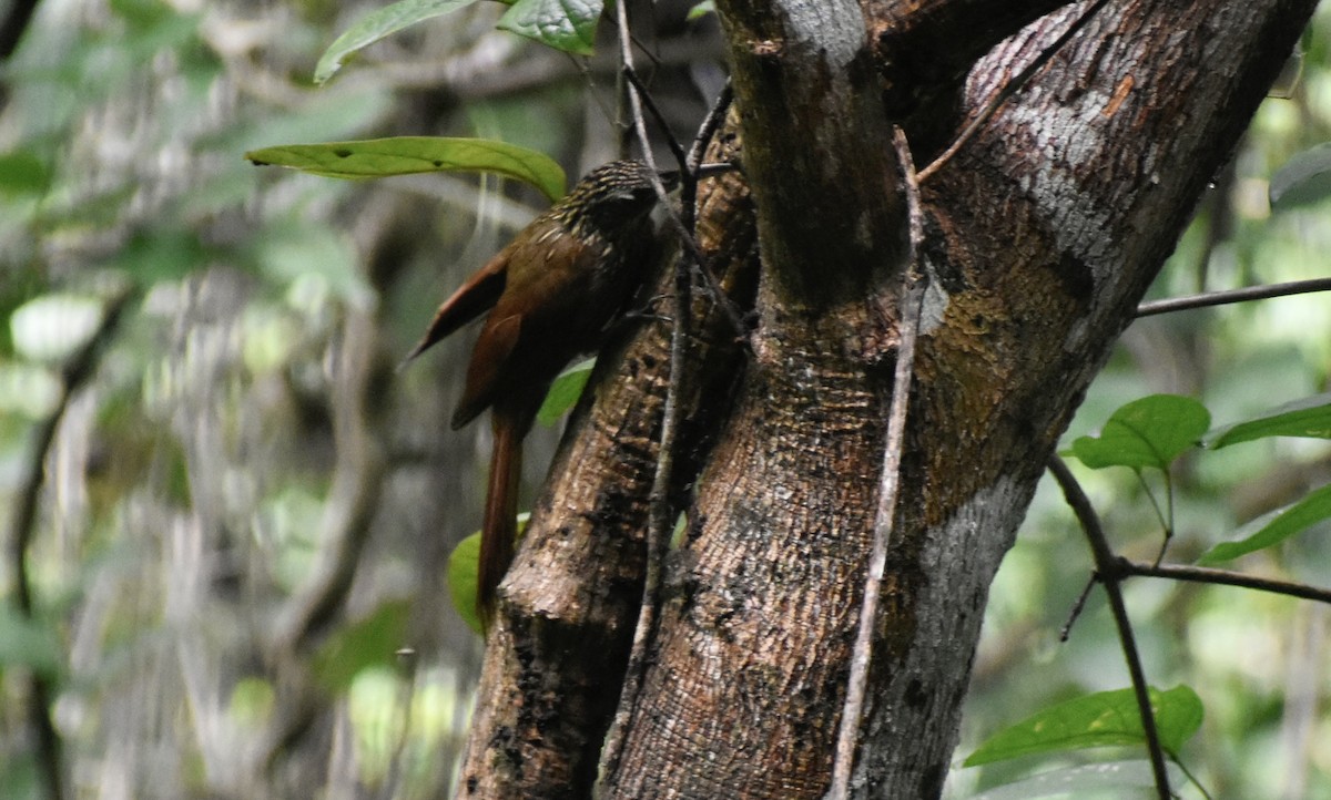 シロハシオニキバシリ - ML643737528