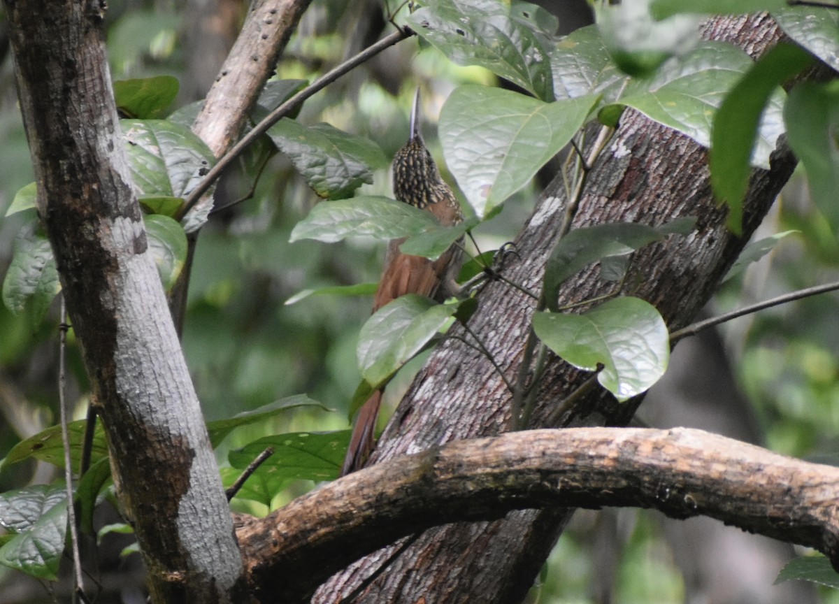 シロハシオニキバシリ - ML643737529