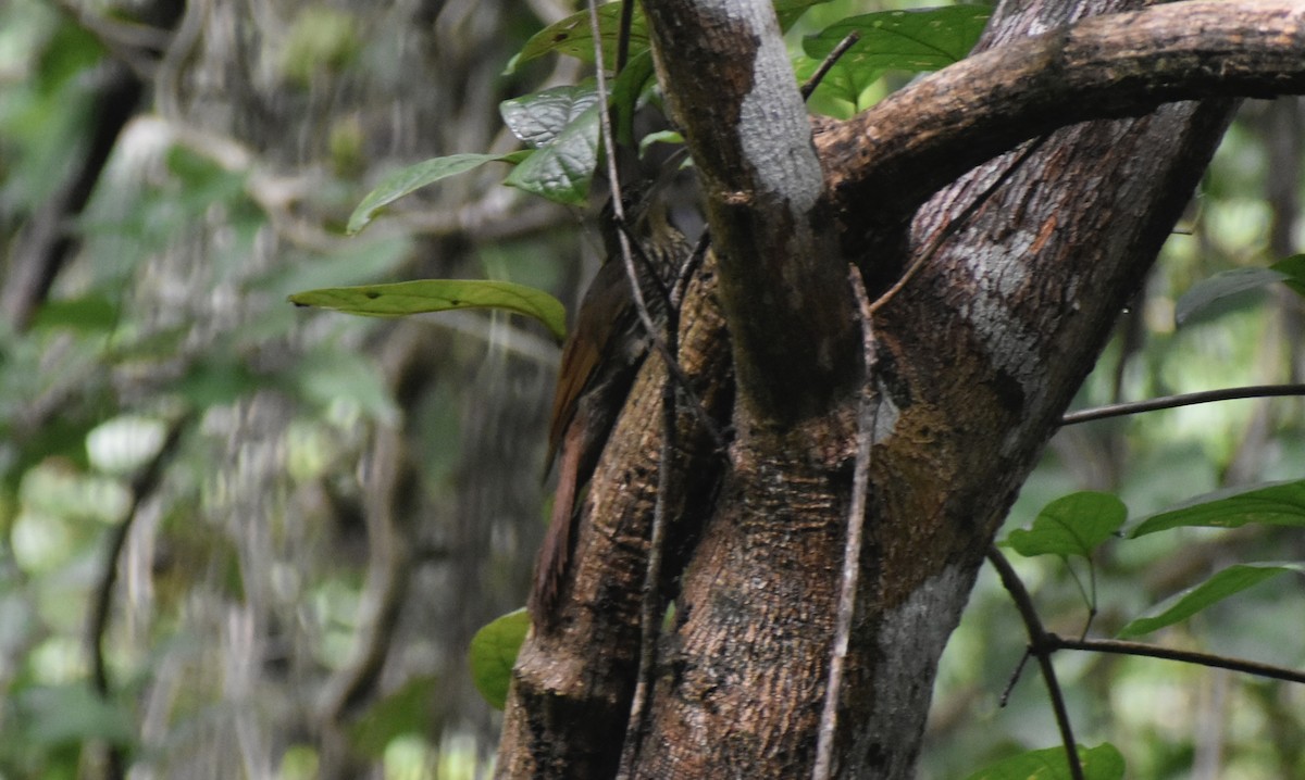 シロハシオニキバシリ - ML643737530