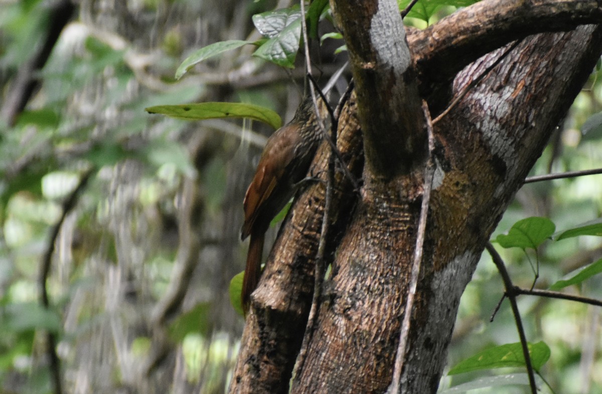 シロハシオニキバシリ - ML643737531