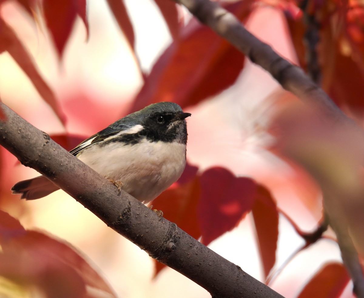 Black-throated Blue Warbler - ML643737534