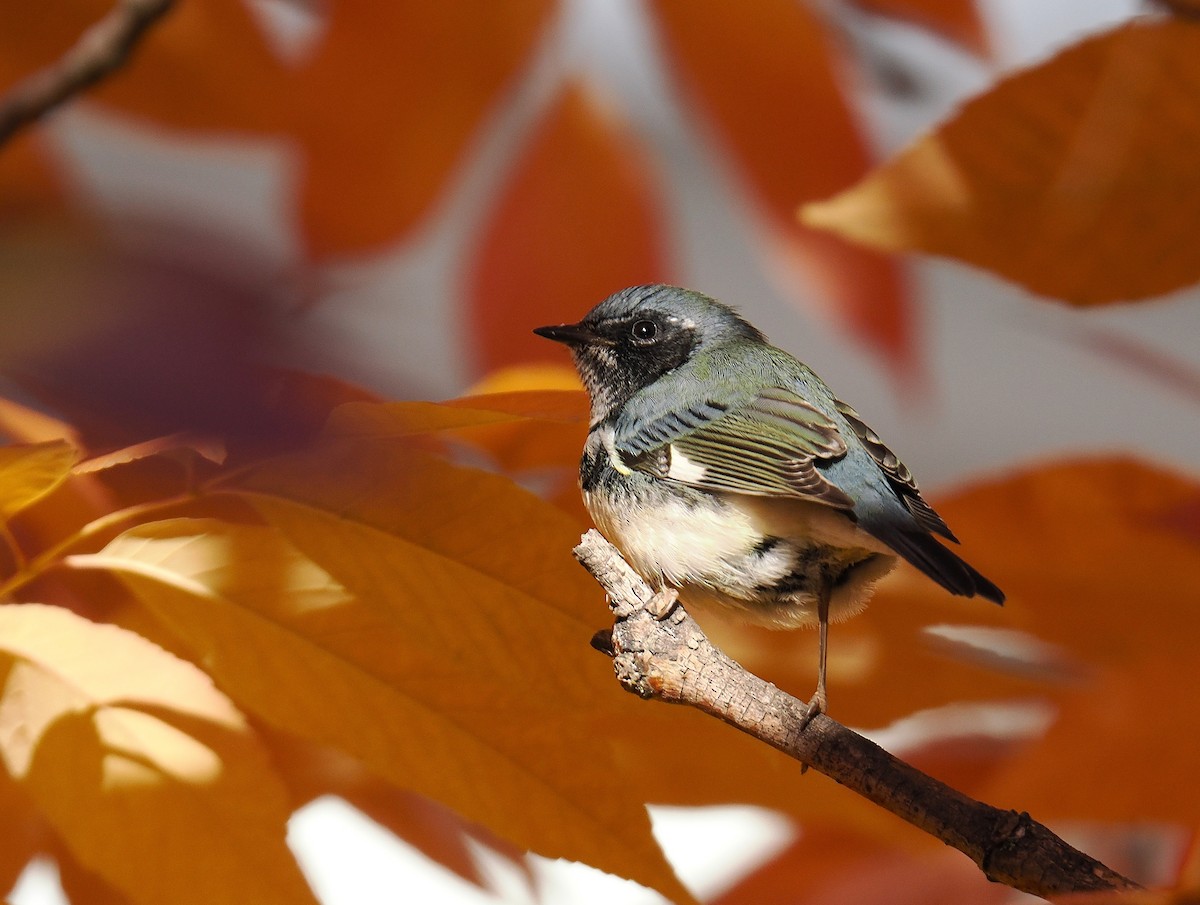 Black-throated Blue Warbler - ML643737535