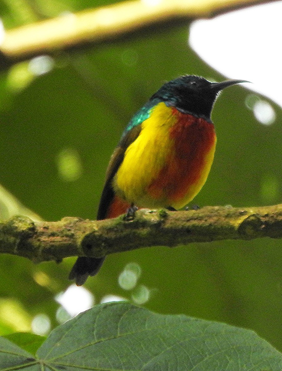 Regal Sunbird - ML643737542