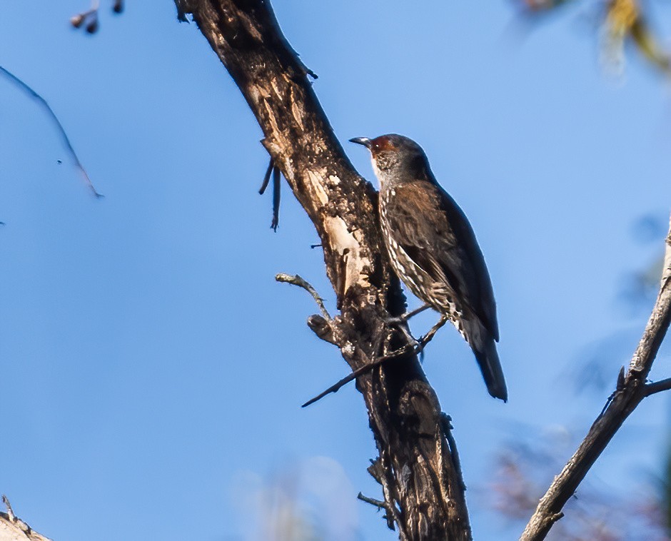 Red-browed Treecreeper - ML643737592