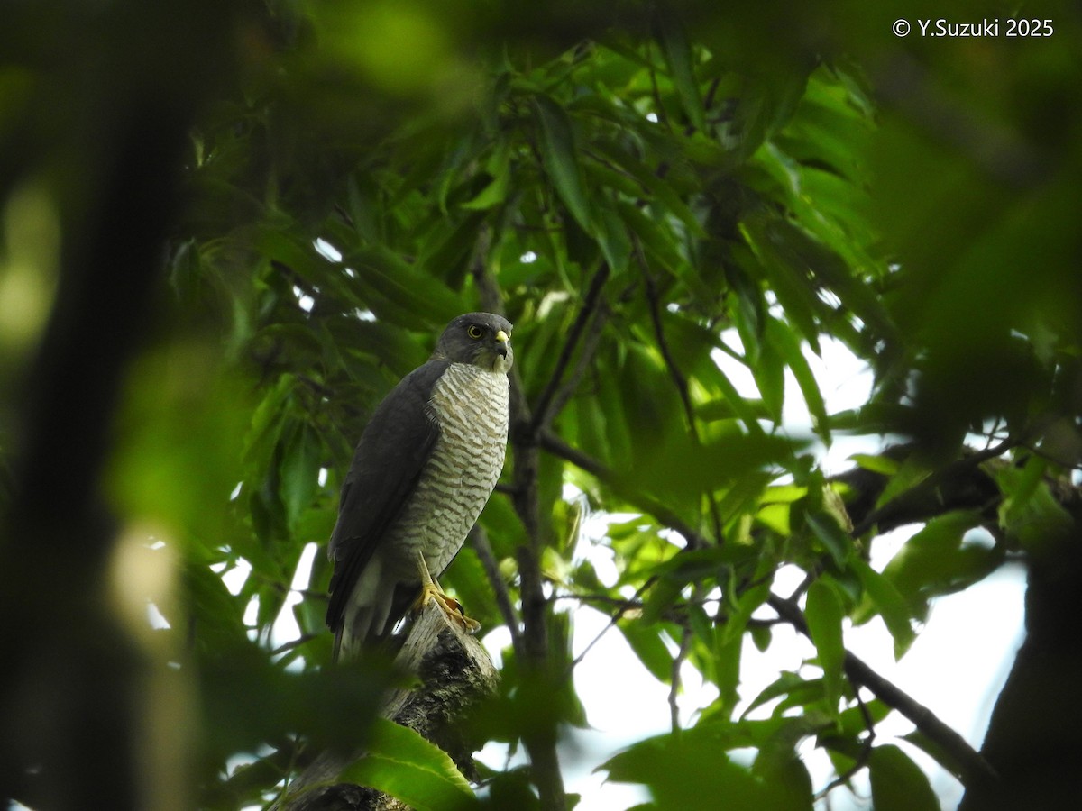 Japanese Sparrowhawk - ML643737596
