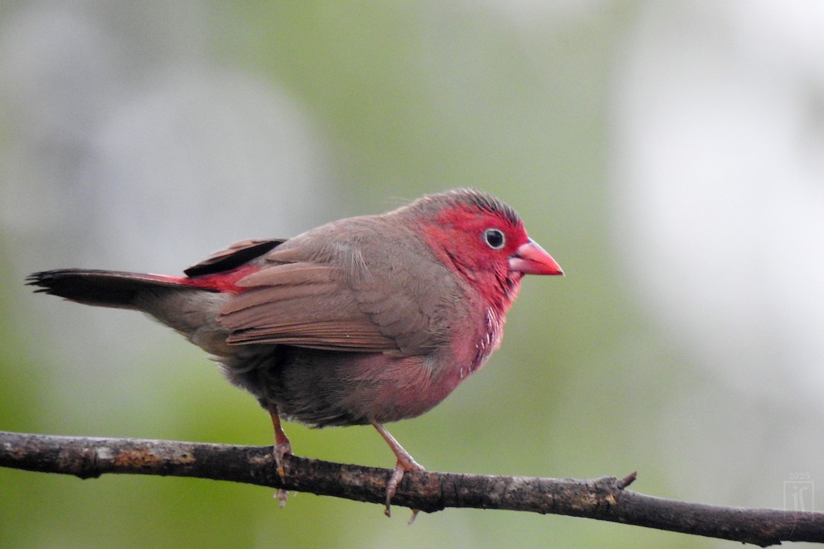 Bar-breasted Firefinch - ML643737601