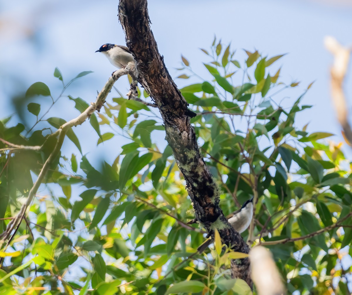White-naped Honeyeater - ML643737614