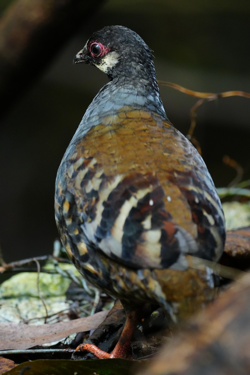 Malayan Partridge - ML643737623