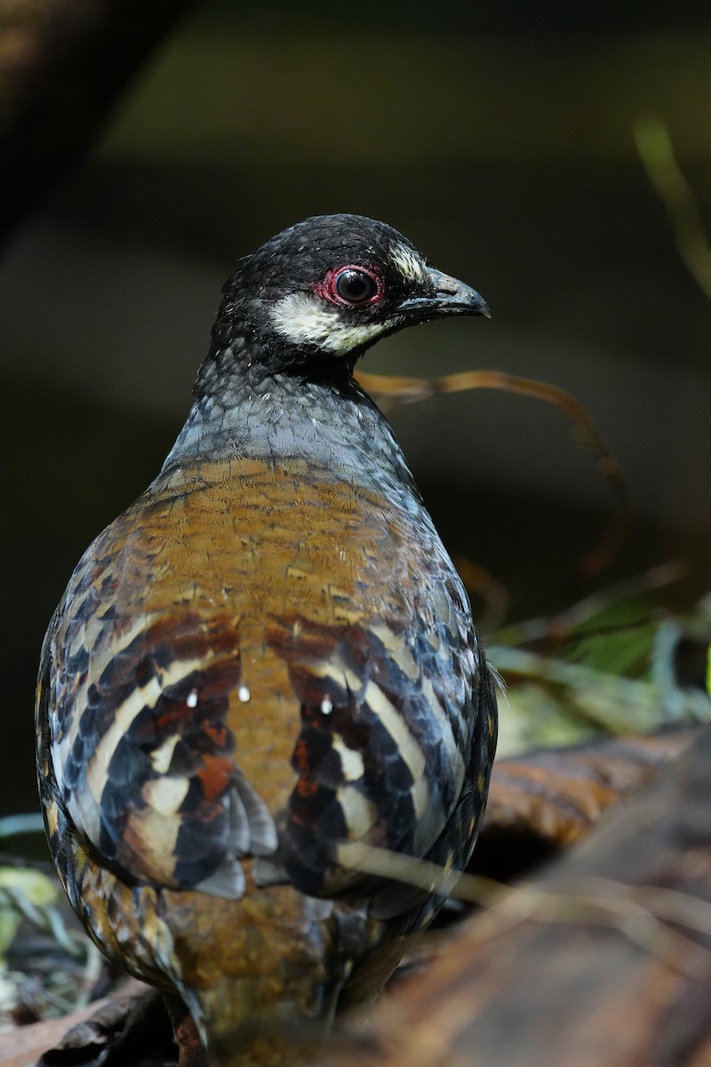 Malayan Partridge - ML643737625