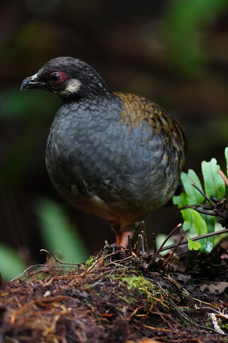 Malayan Partridge - ML643737627