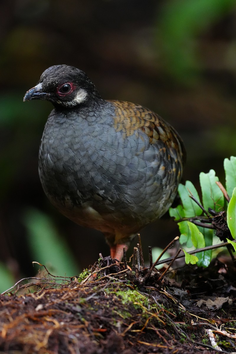 Malayan Partridge - ML643737628