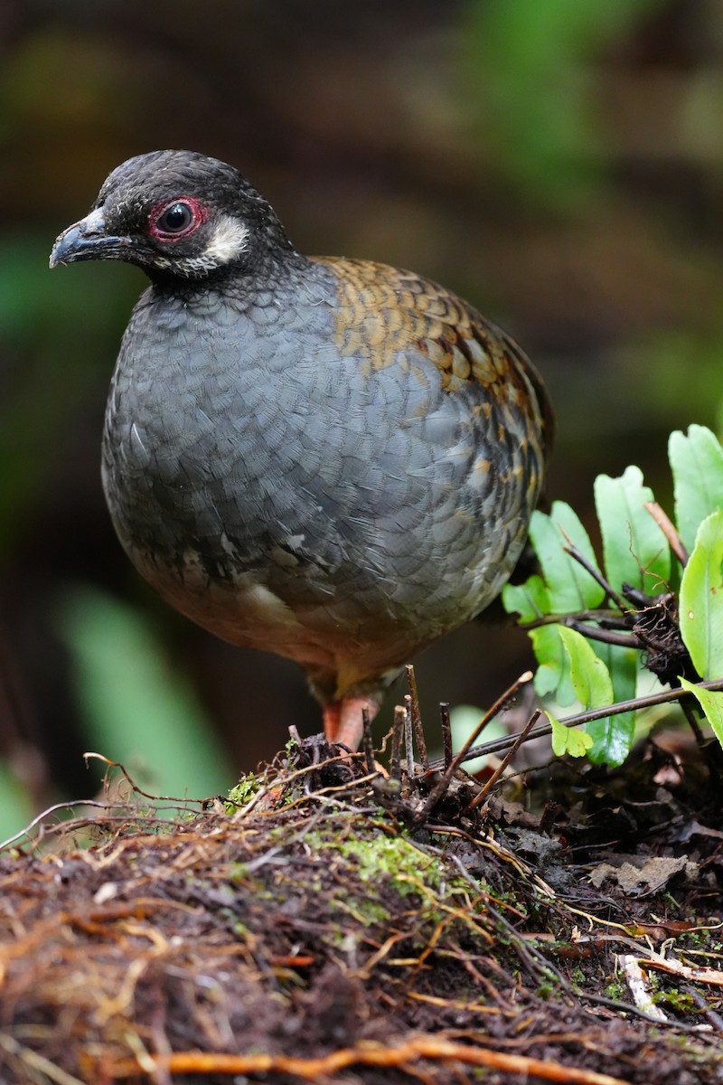 Malayan Partridge - ML643737629