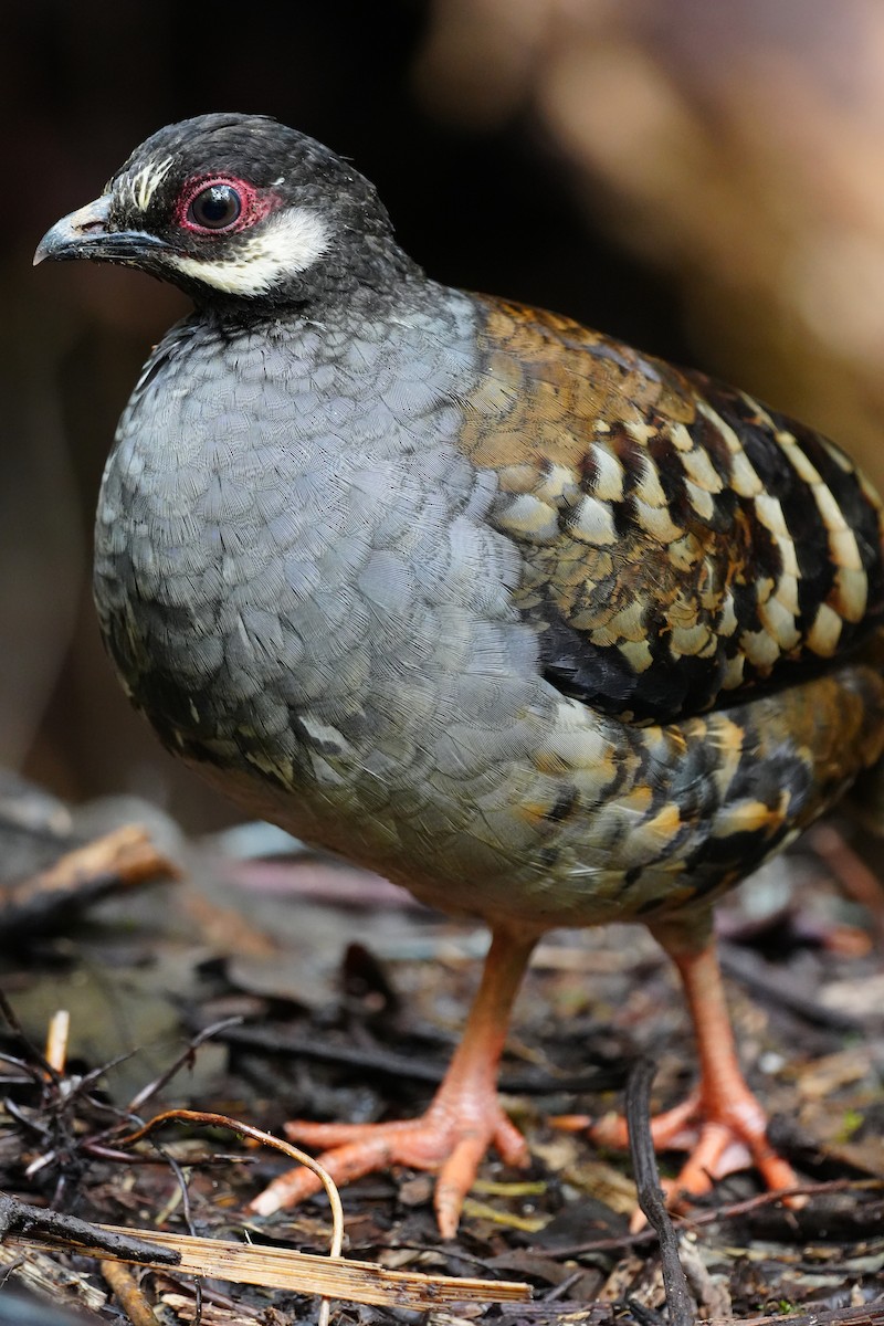 Malayan Partridge - ML643737630