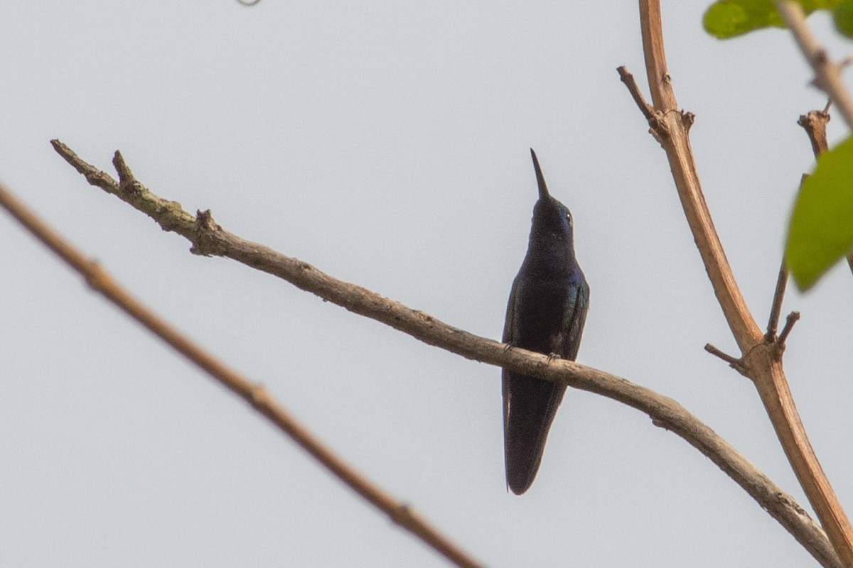 Black-throated Mango - ML643737631