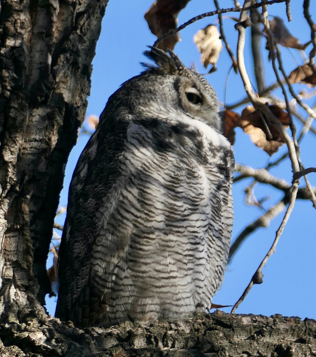 Great Horned Owl - ML643737633