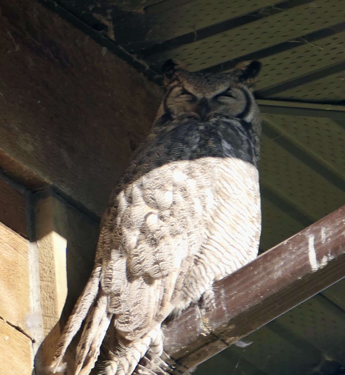 Great Horned Owl - ML643737637