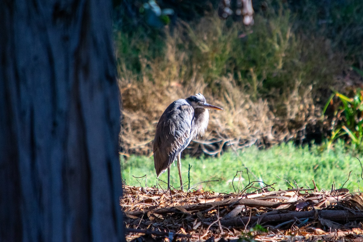 Great Blue Heron - ML643737641