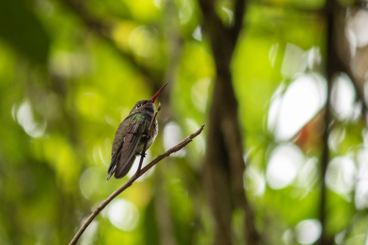 Glittering-throated Emerald - ML643737642