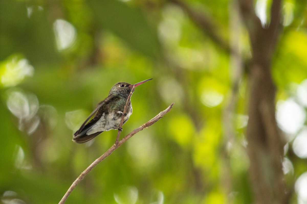 Glittering-throated Emerald - ML643737644