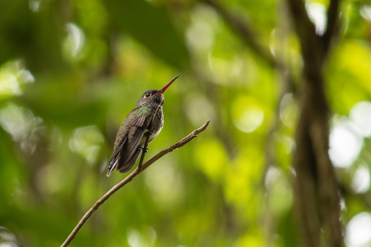Glittering-throated Emerald - ML643737645