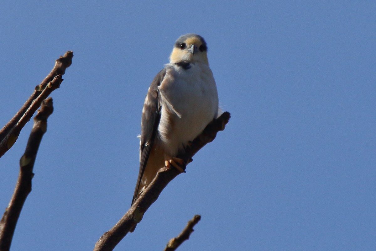Pearl Kite - ML643737646