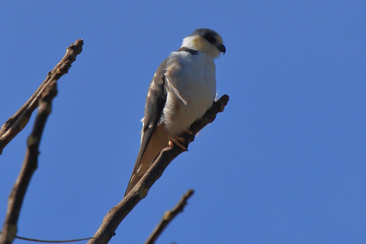 Pearl Kite - ML643737647