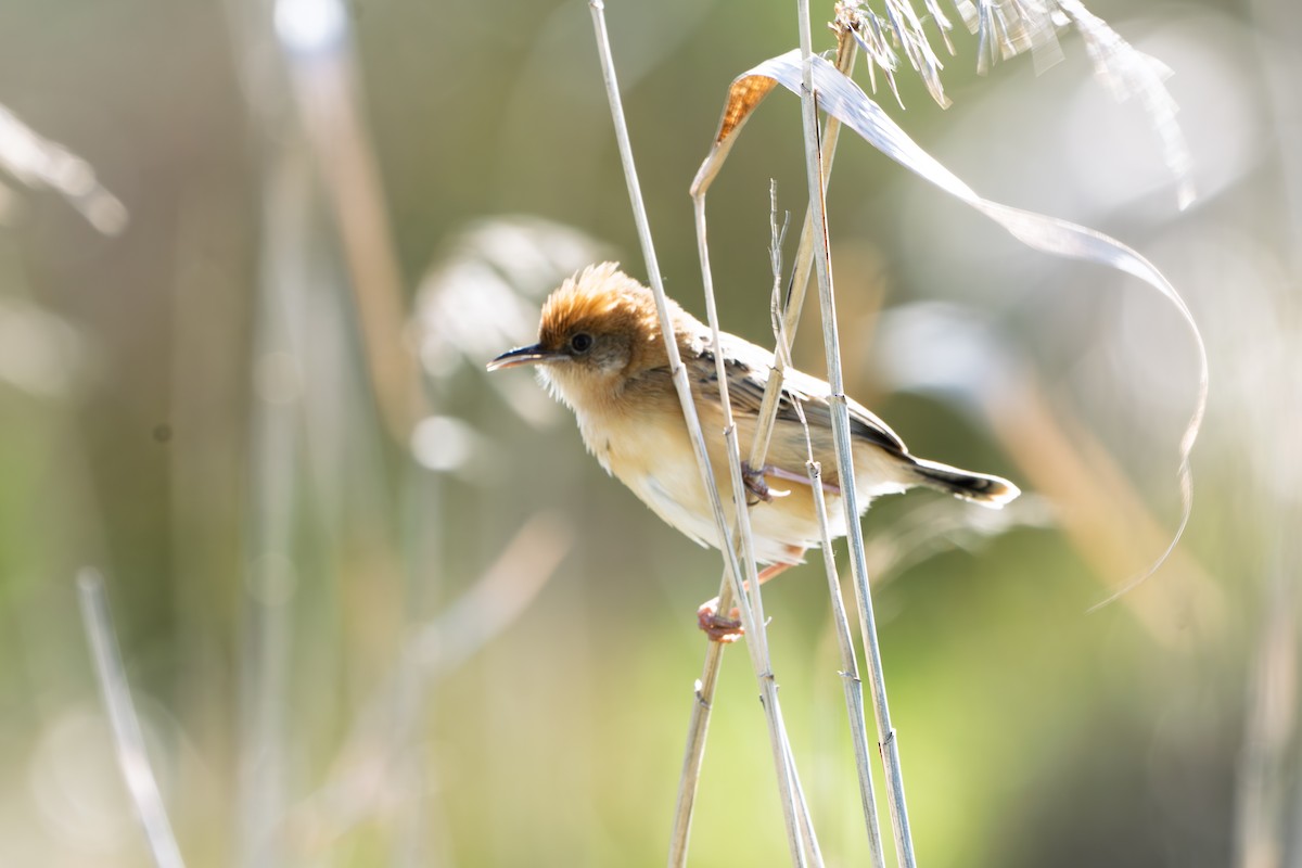 Golden-headed Cisticola - ML643737648