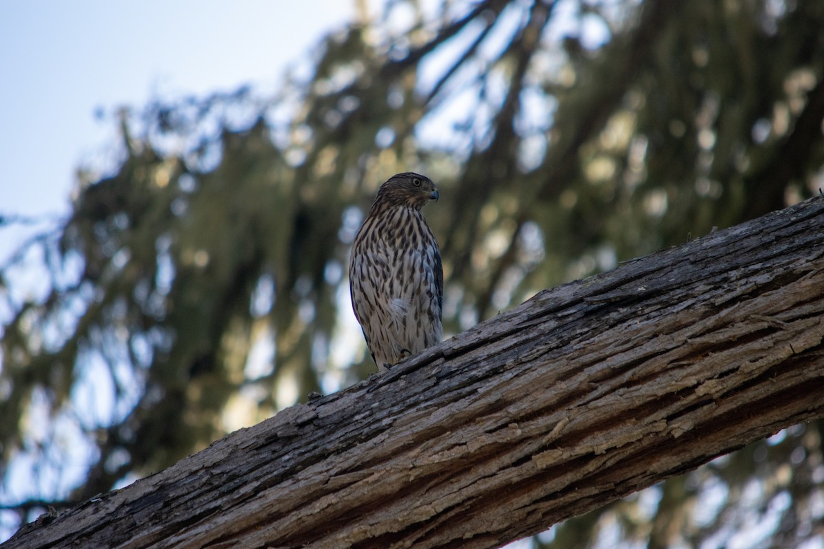 Cooper's Hawk - ML643737649