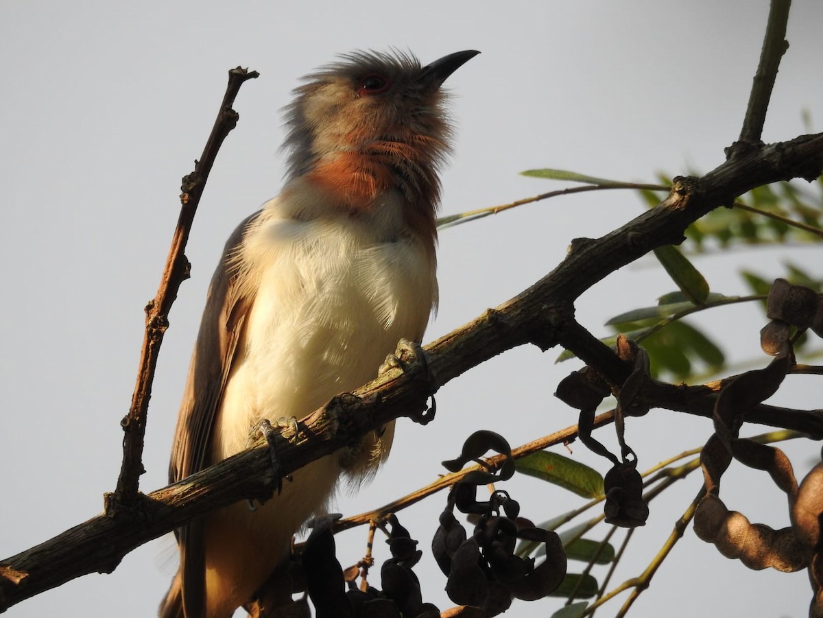 Dwarf Cuckoo - ML643737657