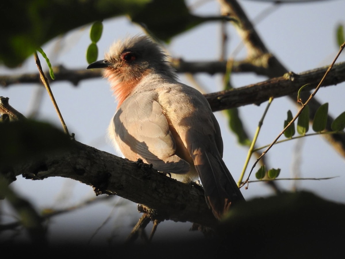 Dwarf Cuckoo - ML643737658