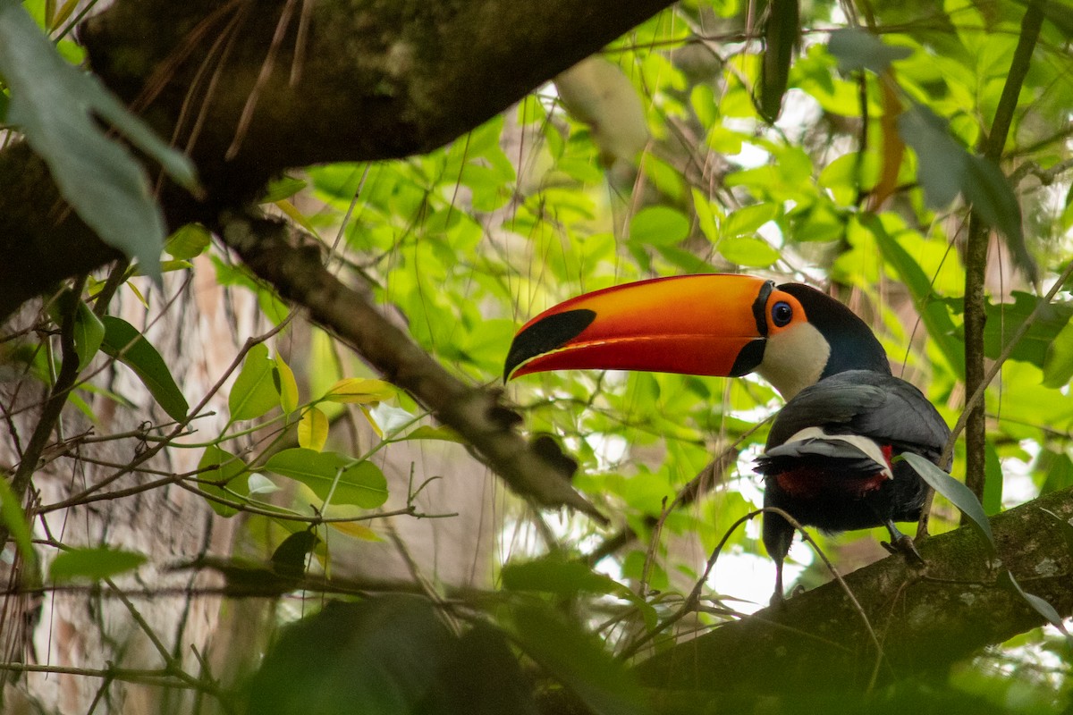 Toco Toucan - ML643737669