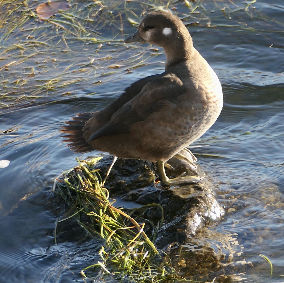 Harlequin Duck - ML643737670