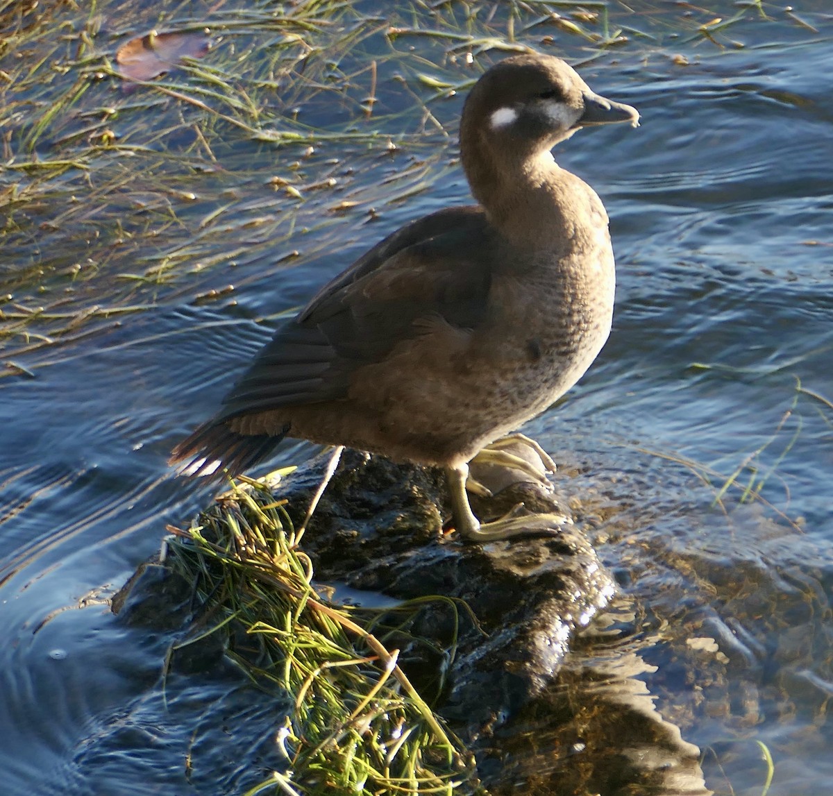 Harlequin Duck - ML643737674