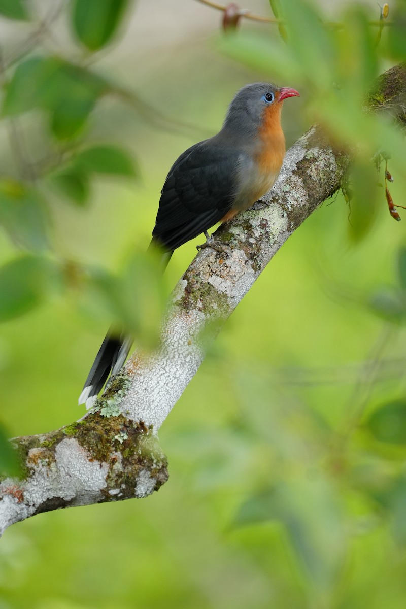 Red-billed Malkoha - ML643737682
