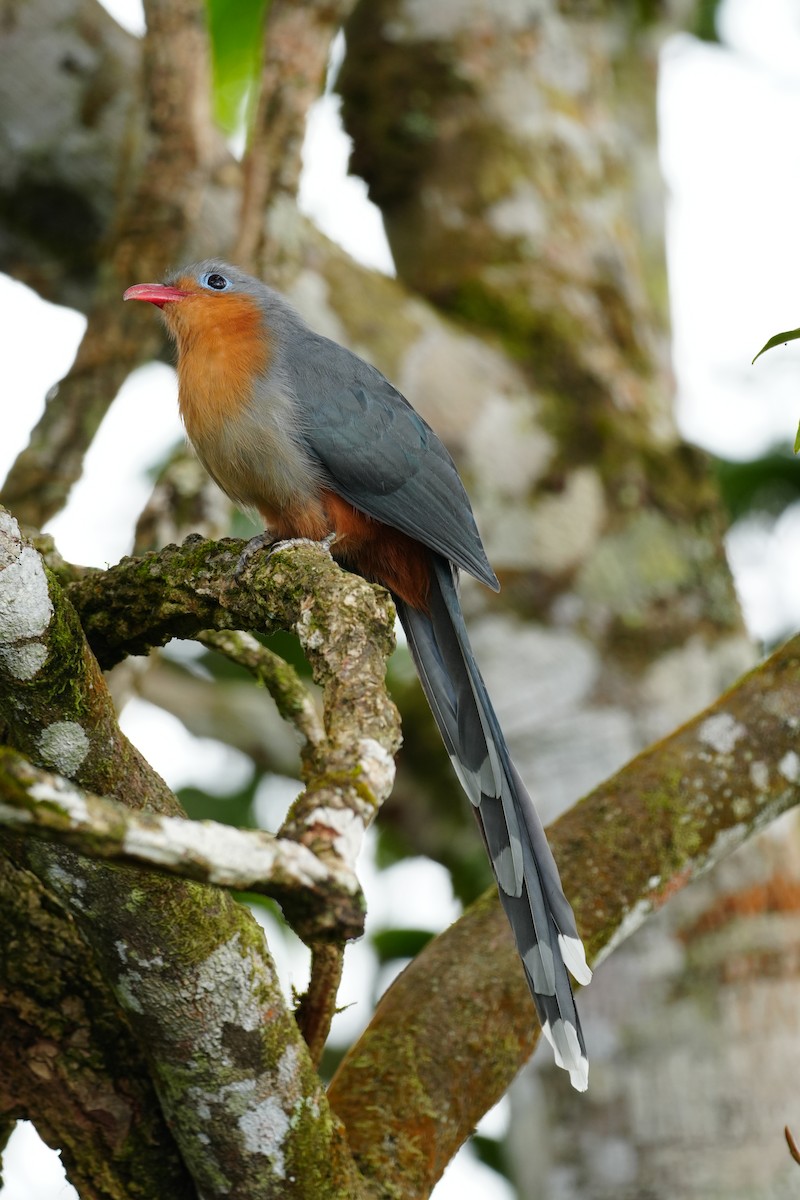 Red-billed Malkoha - ML643737683