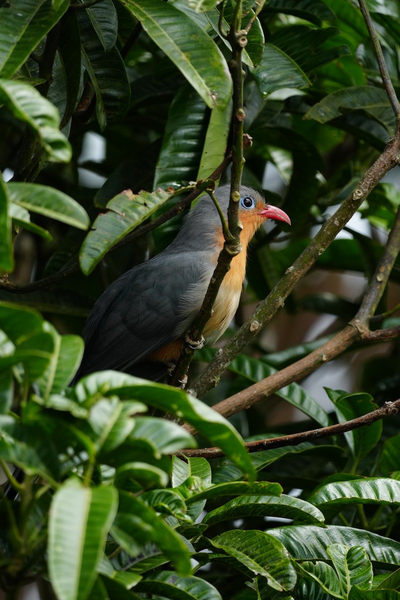 Red-billed Malkoha - ML643737684