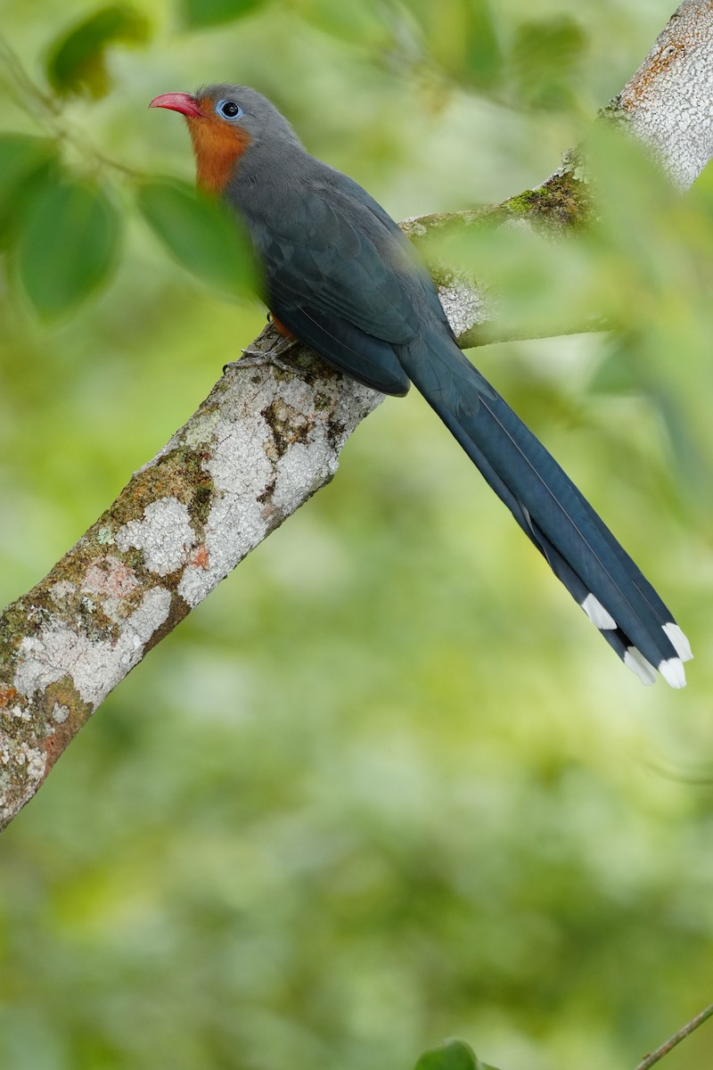 Red-billed Malkoha - ML643737685