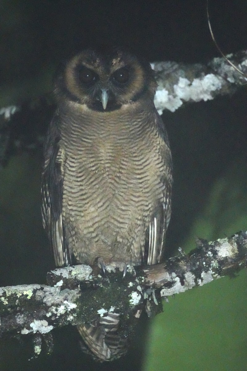 Brown Wood-Owl - ML643737700