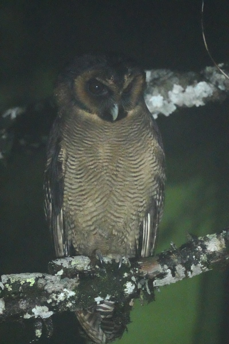 Brown Wood-Owl - ML643737702