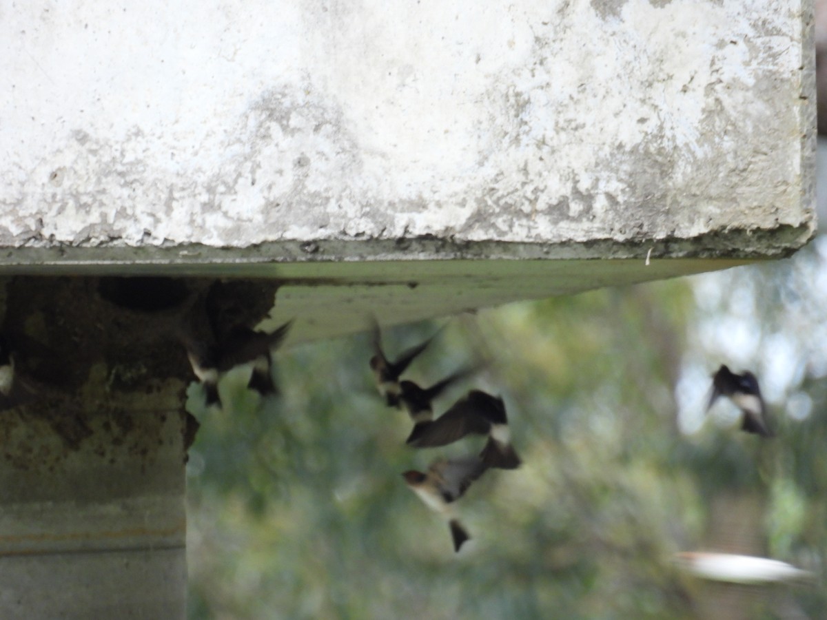 Fairy Martin - ML643737710